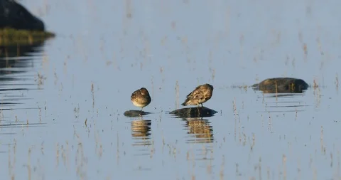 One duck sleeping and one duck preening Stock Footage 105632366