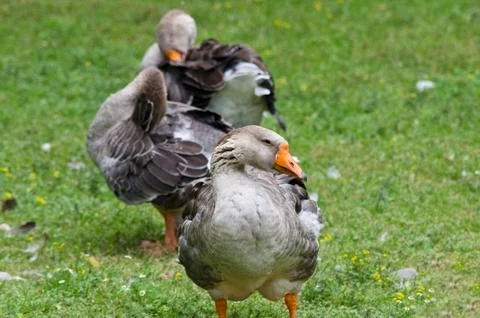One duck standing in the yard Stock Photos