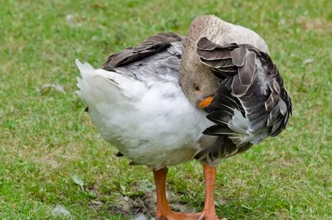 One duck standing in the yard Stock Photos