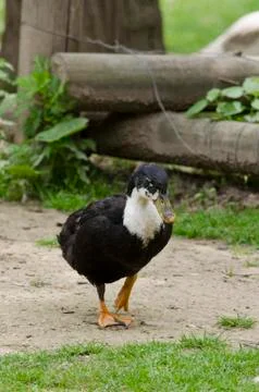 One duck standing in the yard Stock Photos