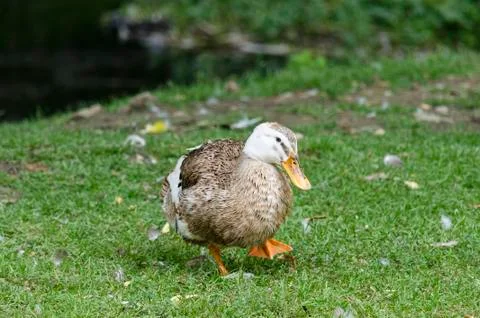 One duck standing in the yard Stock Photos
