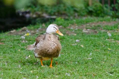 One duck standing in the yard Stock Photos