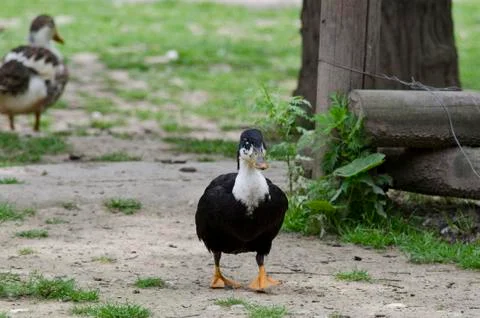 One duck standing in the yard Stock Photos