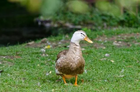 One duck standing in the yard Stock Photos