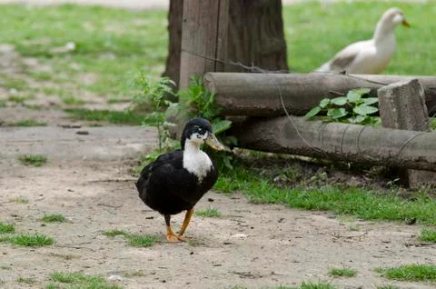 One duck standing in the yard Stock Photos