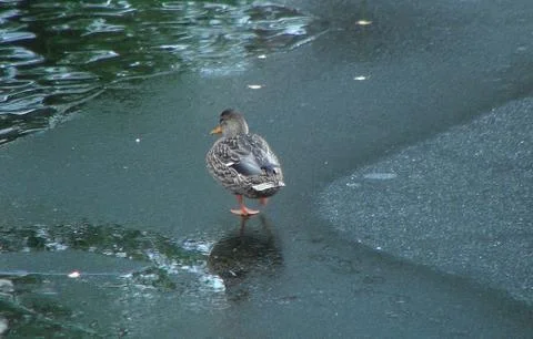 One duck stands on thin ice in the autumn season Stock Photos