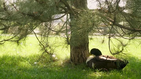 One duck under the tree in the green grass in the park Video stock 105268791