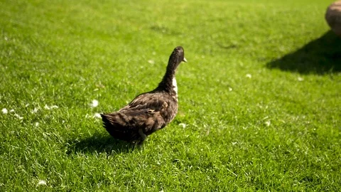 One duck walking on green grass in park. Video stock 105268760