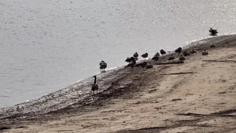 One duck walking to lake 動画素材 294886636