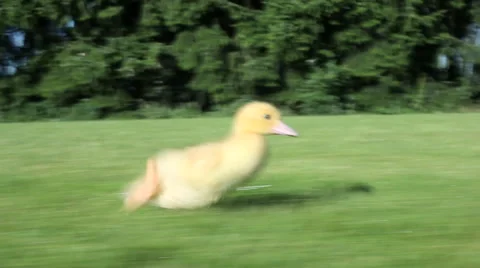 One duckling running on grass Stock Footage 60935546