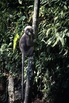 One Dusky leaf monkey hanging from thin three Stock Photos