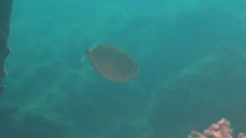One Dusky Spinefoot Fish Goes Away Under... | Stock Video | Pond5
