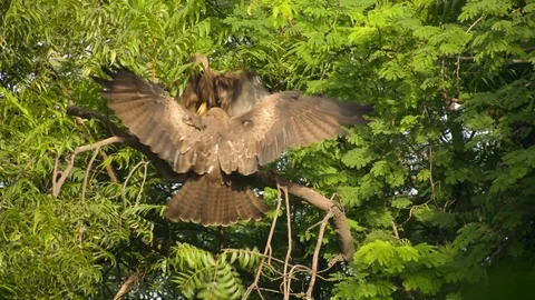 One eagle dominating another Vídeos de archivo 95595359