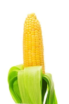 One on ear of corn isolated on a white background Stock Photos