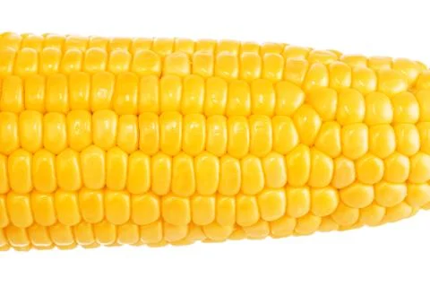 One on ear of corn isolated on a white background Stock Photos
