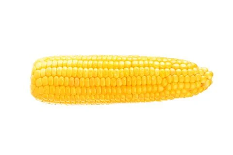One on ear of corn isolated on a white background Stock Photos