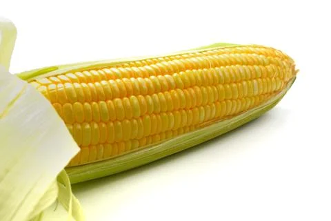 One on ear of corn isolated on a white background Stock Photos