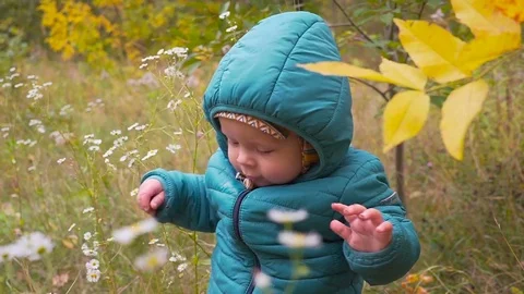 One ear old boy plays in autumn park with flowers. gimbal Video stock 80975751