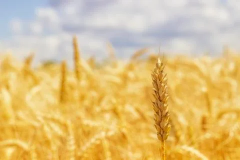 One ear of wheat in focus Stock Photos
