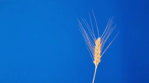 One ear of wheat rotates on a blue background close-up Video stock 202047615
