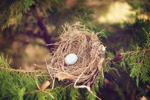 One egg in a bird nest 库存照片