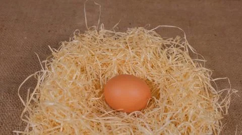 One egg in the nest, top view Stock Photos