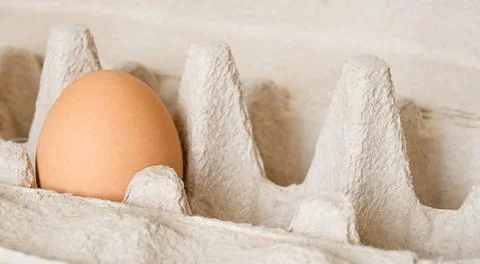 One egg in a tray. horizontal Stock Photos