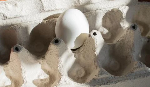 One egg in a tray Stock-Fotos