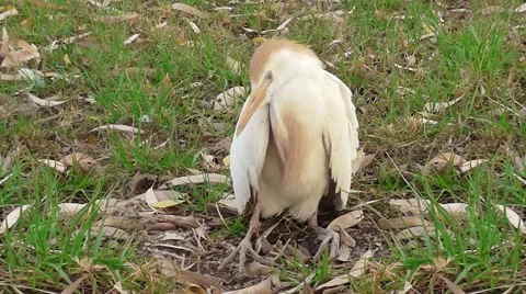 One Egret sitting on grass 스톡 동영상 40366893