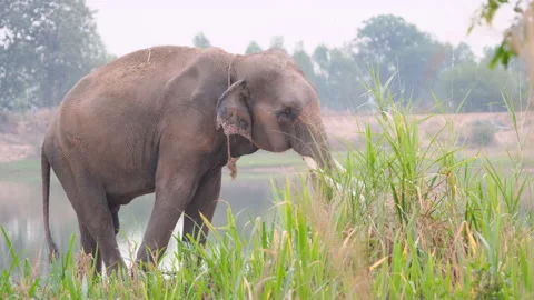 One of elephant action of happy with move trunk and leg near water reservoir Stock Footage 155454616