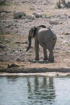 One elephant bathing and drinking at watering hole in the savannah in the N.. Foto stock