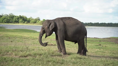One elephant is eating herbs. Stock Footage 267691755