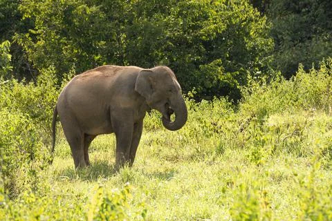 One  elephant in the forest Stock Photos