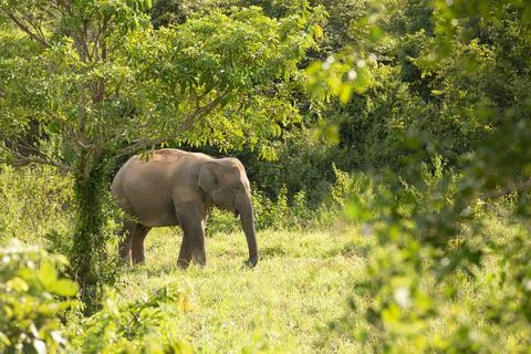 One elephant in the forest Stock Photos