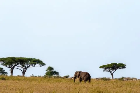 One elephant mid-ground with herd of zebra in background and acacia trees b.. Stock Photos