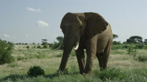 One elephant in Tsavo-East National Park Kenya Stock Photos