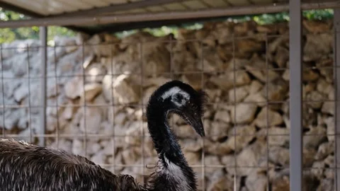 One emu walking inside a farm enclosure while another emu eats from a feeder in Stock Footage 327492020