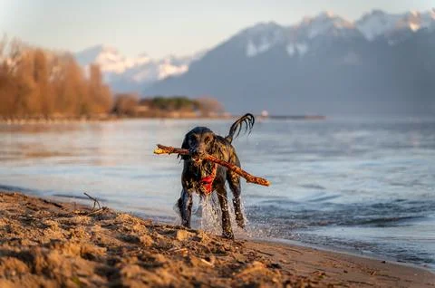 One English Cocker Spaniel Retrieving Stick on Lake Geneva Beach at Sunset 写真素材