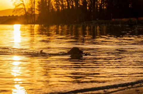One English Cocker Spaniel Retrieving Stick While Swimming at Sunset Stock Photos