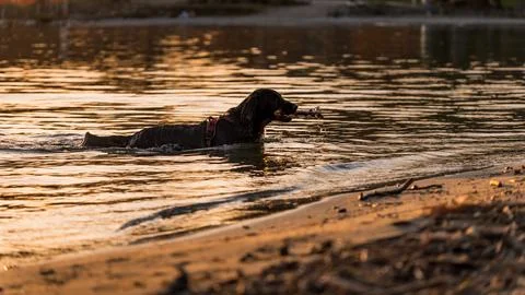 One English Cocker Spaniel Retrieving Stick While Swimming at Sunset Stock Photos