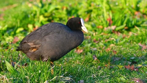 One Eurasian Coot Standing on Grass at sunset. Fulica atra in spring. Stock Footage 309818824