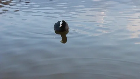One eurasian coot swim in the pond 動画素材 103998501