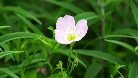 One Evening Primrose Flower in the grass Stock Footage 336649437