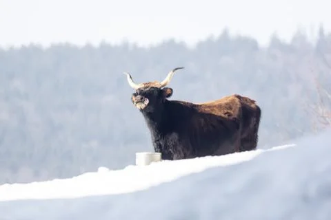 One except bullock is drinking water from a bucket in the snow Foto stock
