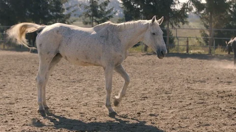 One exhausted white mare standing on a big farm in profile in Ukraine in summer Stock Footage 99704417