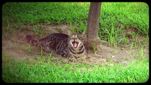 A one eye cat yawn while laying under tree Stock Footage 143436622