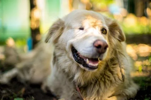 The one eye dog under the tree 스톡 사진