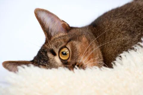 One eye watching Stock Photos