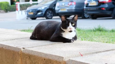 One-eyed cat looking at the camera in Israel Stock Photos