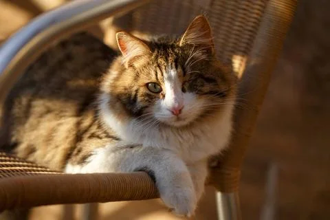 One-eyed cat in sunlight pitiful one-eyed cat lies in evening sunlight Cop... Stock Photos